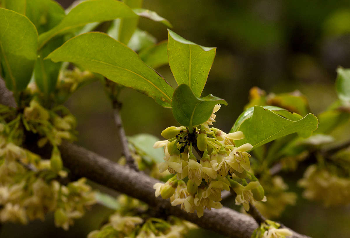 Image de Diospyros quiloensis (Hiern) F. White