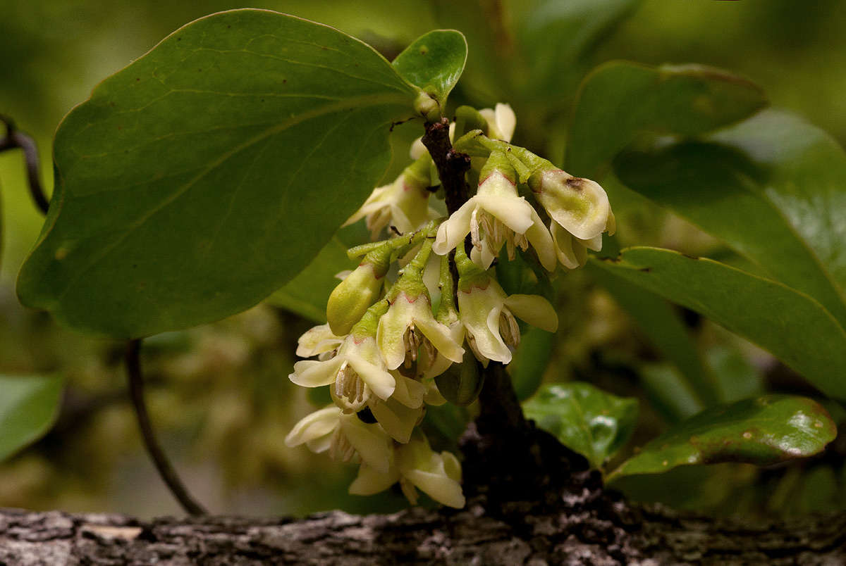 Plancia ëd Diospyros quiloensis (Hiern) F. White