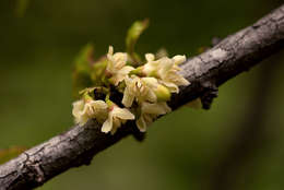 Plancia ëd Diospyros quiloensis (Hiern) F. White