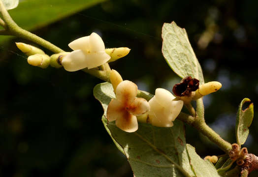 Imagem de Diospyros senensis Klotzsch