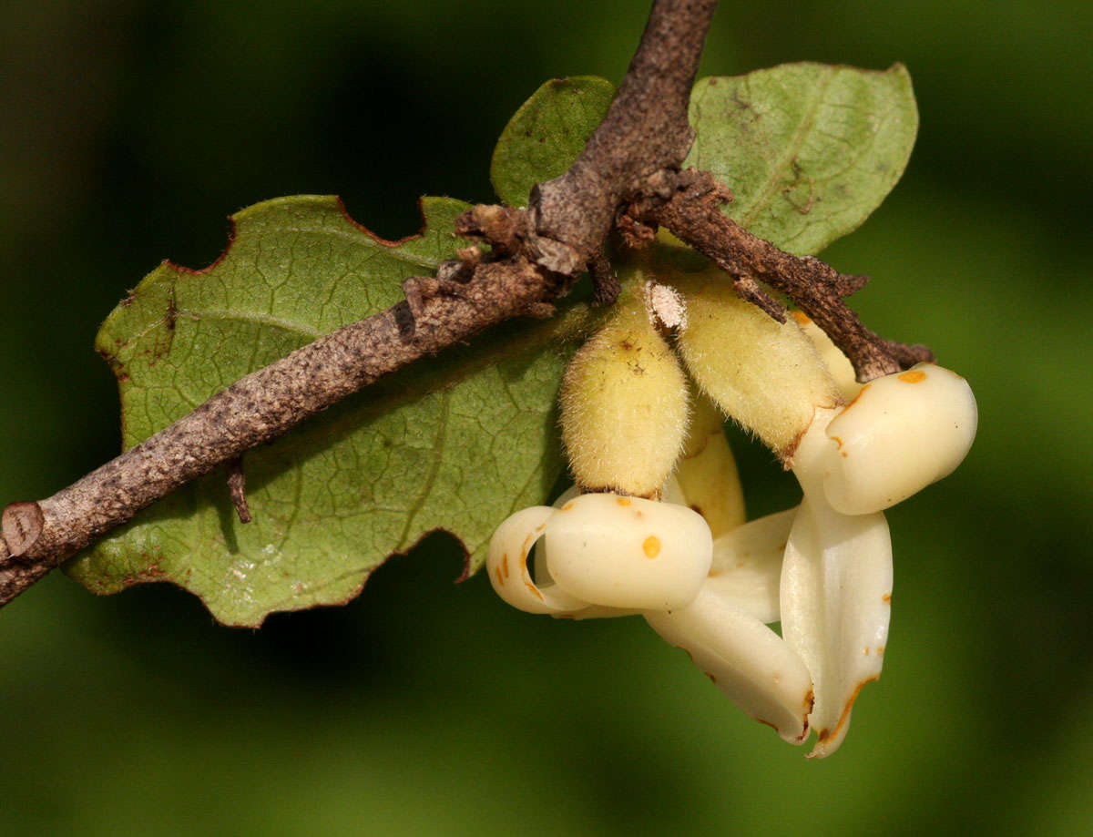 Diospyros senensis Klotzsch的圖片