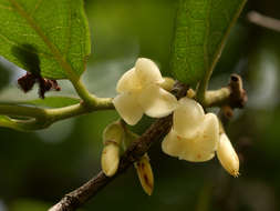 Diospyros senensis Klotzsch的圖片