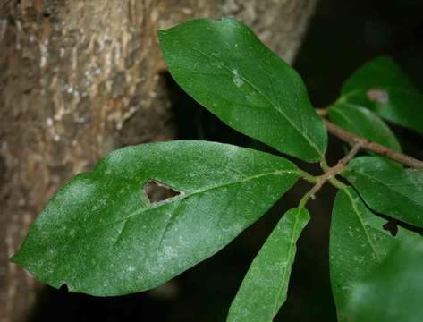 Plancia ëd Diospyros senensis Klotzsch