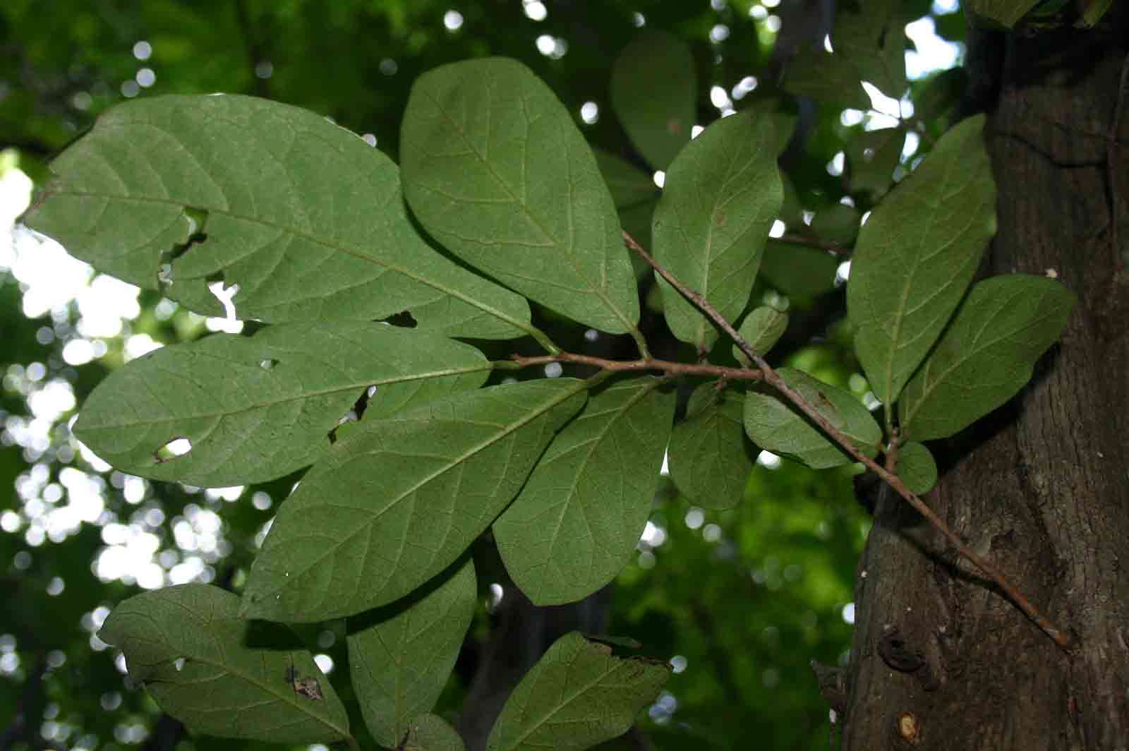 Diospyros senensis Klotzsch的圖片