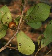 Diospyros senensis Klotzsch的圖片