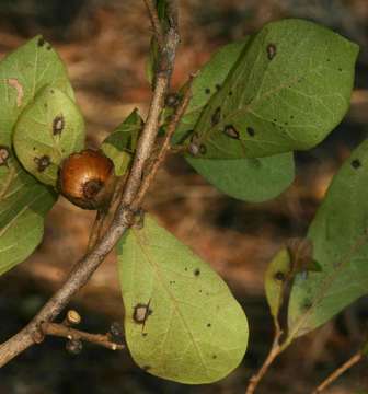 Plancia ëd Diospyros senensis Klotzsch