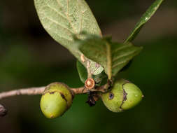 Plancia ëd Diospyros senensis Klotzsch