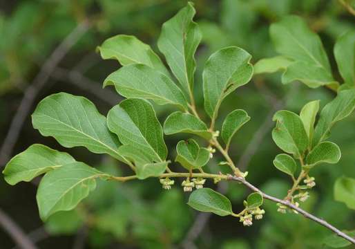 Image of Rigid star-berry