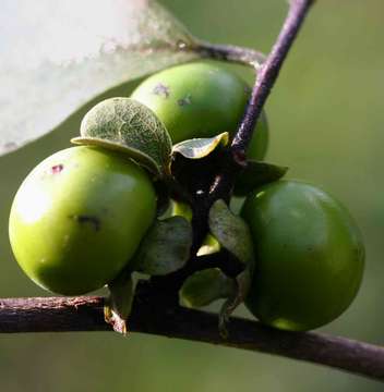 Diospyros squarrosa Klotzsch的圖片