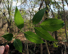 Image of Fraxinus cf.-americanus