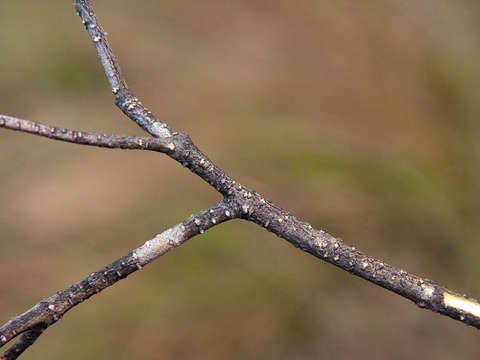 Plancia ëd Olea chimanimani Kupicha