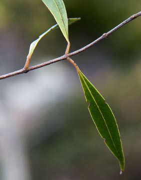 Image de Olea chimanimani Kupicha