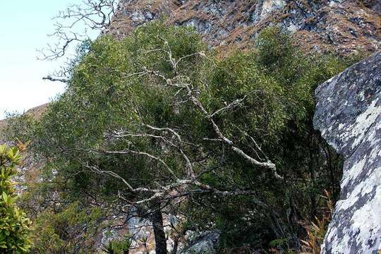 Plancia ëd Olea chimanimani Kupicha