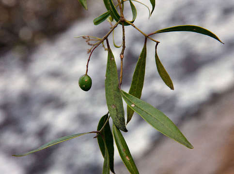 Image of Olea chimanimani Kupicha