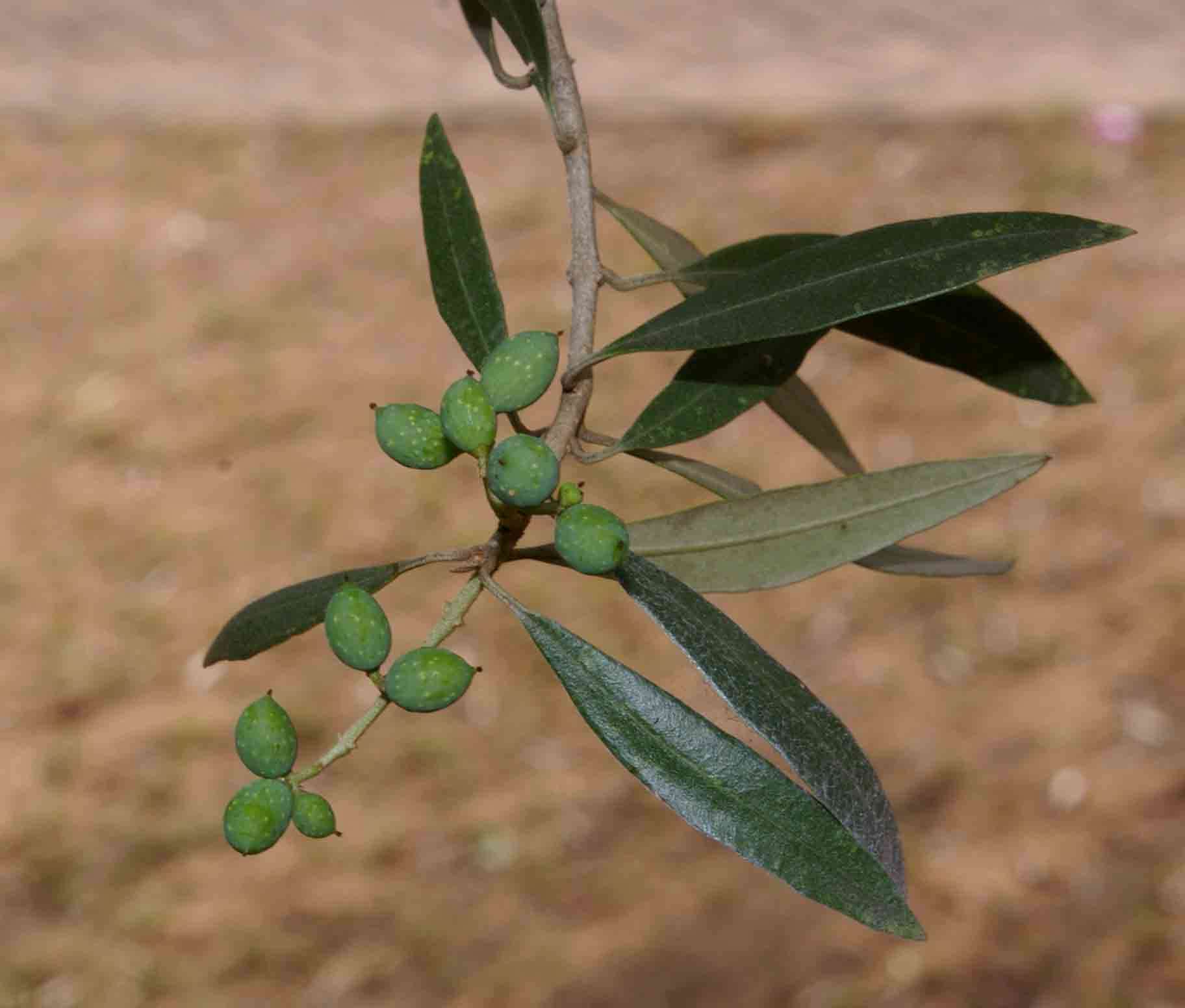 Image of African olive