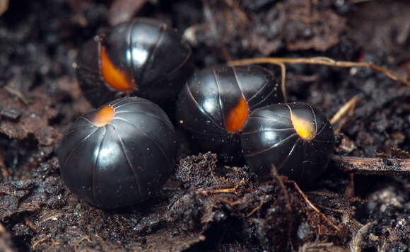 Image of Glomeris aurita Koch 1847