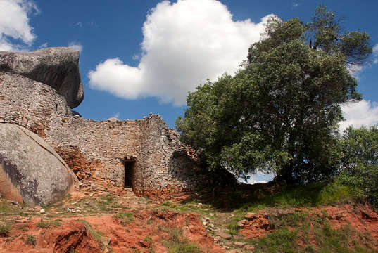 Image of African olive