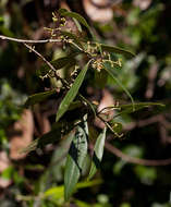 Image de <i>Olea europaea</i> L. ssp. <i>cuspidata</i> (Wall ex G. Don) Cif.