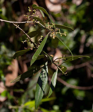 Image of African olive