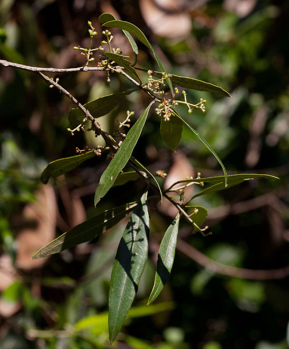 Plancia ëd <i>Olea europaea</i> L. ssp. <i>cuspidata</i> (Wall ex G. Don) Cif.