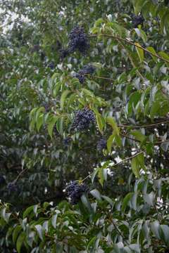 Image of glossy privet