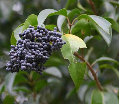 Image of glossy privet