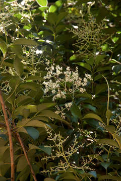 Image of glossy privet