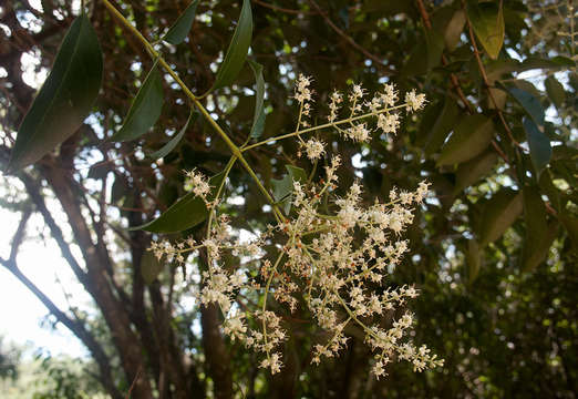 Image of glossy privet