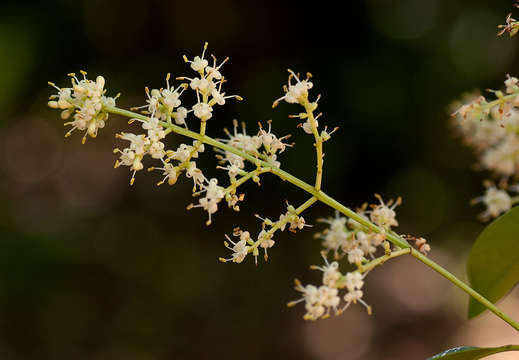 Image of glossy privet