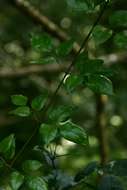 Image of Forest jasmine