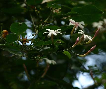 Image of jasmine