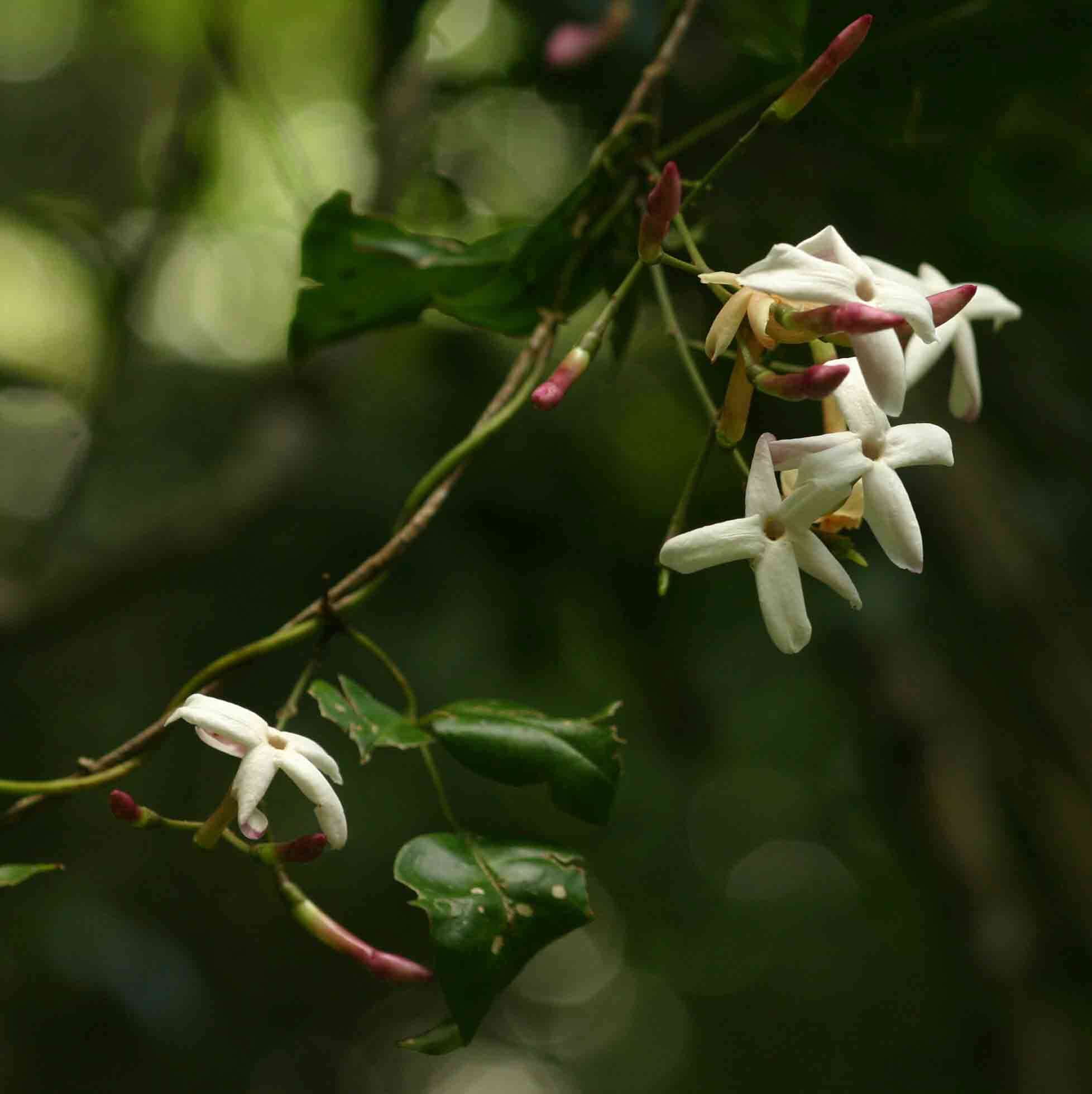 Image of Forest jasmine