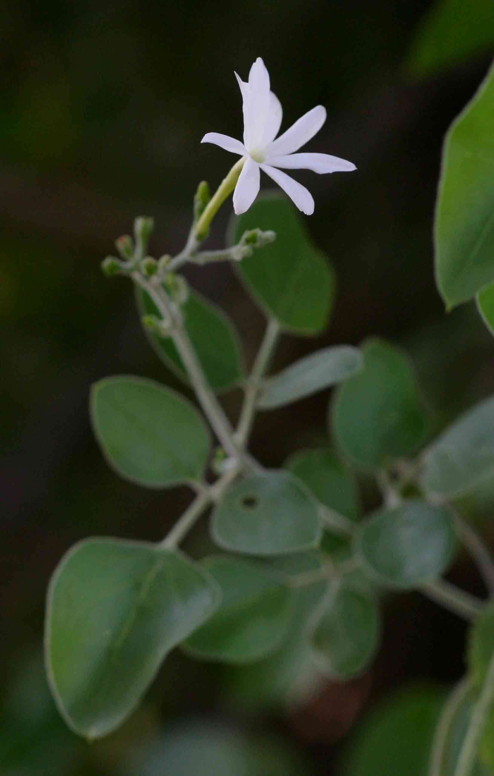 Image of jasmine