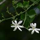 Imagem de Jasminum fluminense Vell.