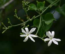 Imagem de Jasminum fluminense Vell.