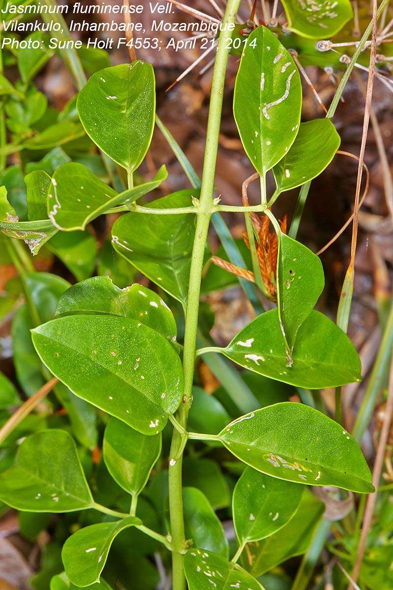 Image of jasmine