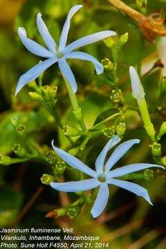 Imagem de Jasminum fluminense Vell.