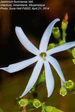 Imagem de Jasminum fluminense Vell.