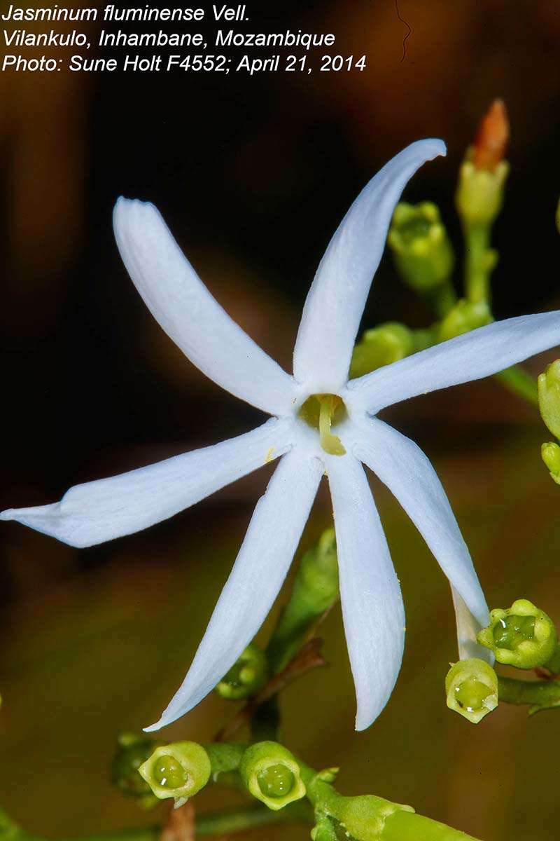 Imagem de Jasminum fluminense Vell.