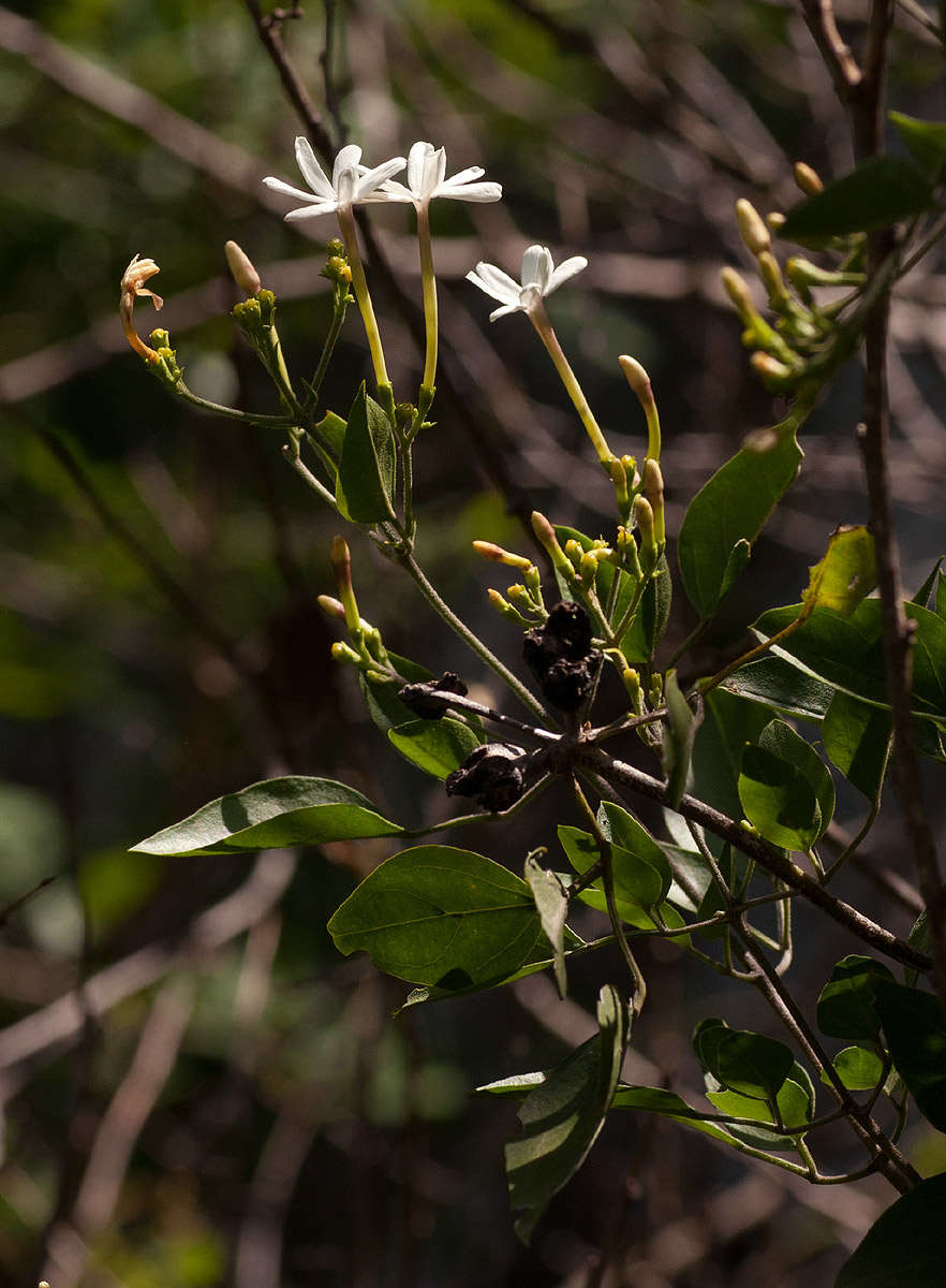 Image of jasmine