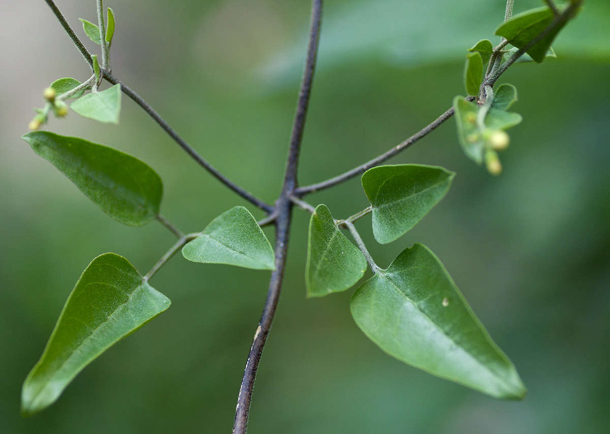 Image of jasmine