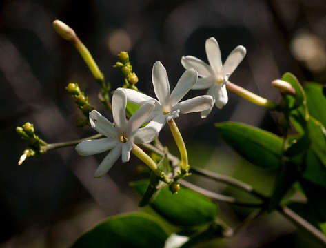 Imagem de Jasminum fluminense Vell.