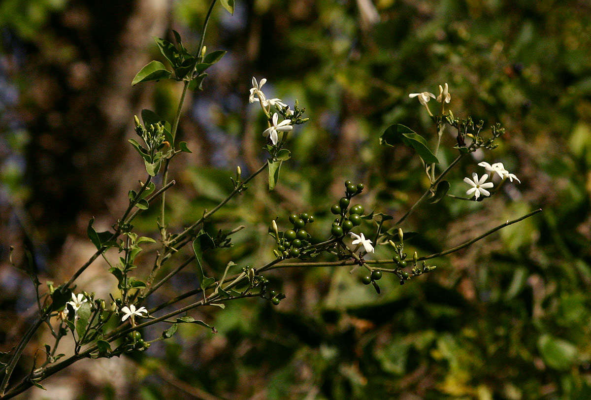 Image of jasmine