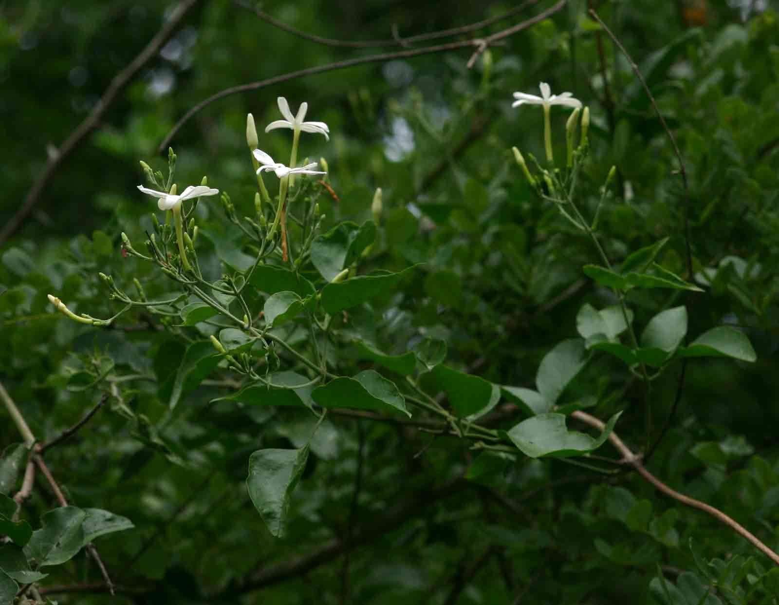 Image of jasmine