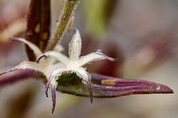 Imagem de Phlox gracilis (Douglas ex Hook.) Greene