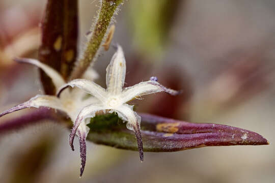 Image of slender phlox