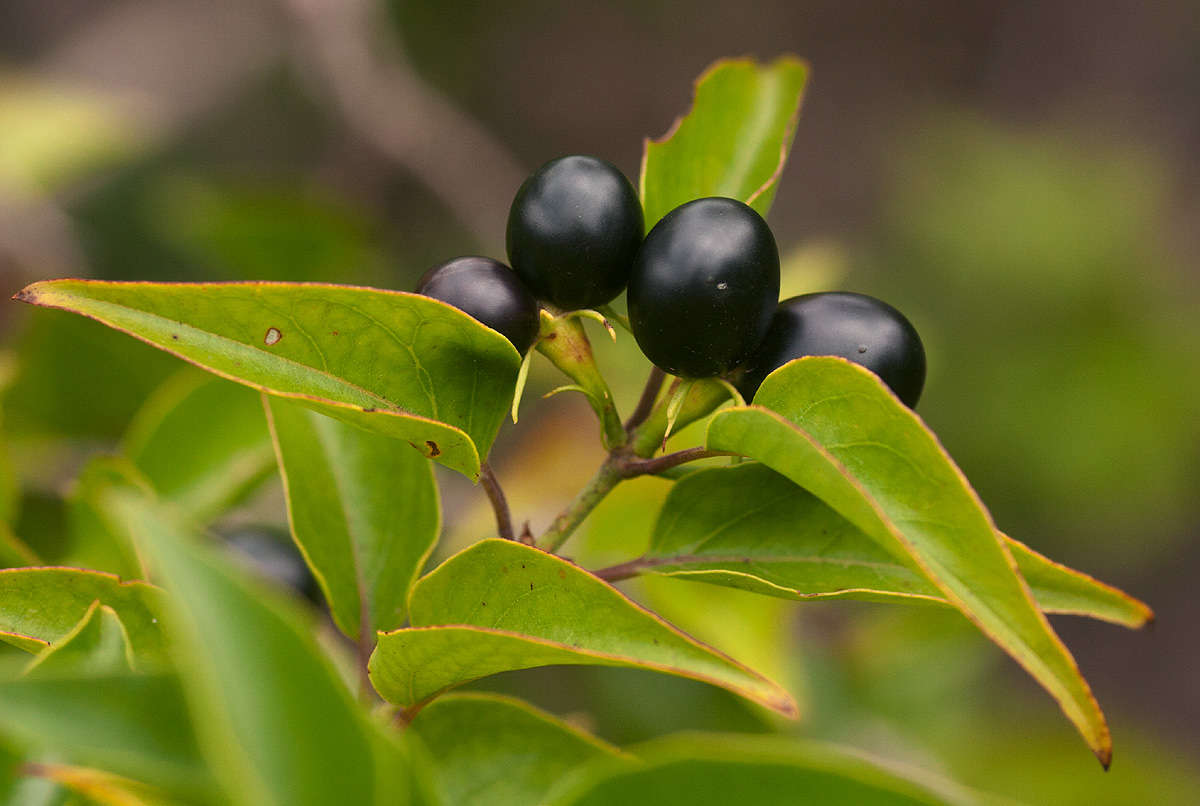 Image of Common wild jasmin