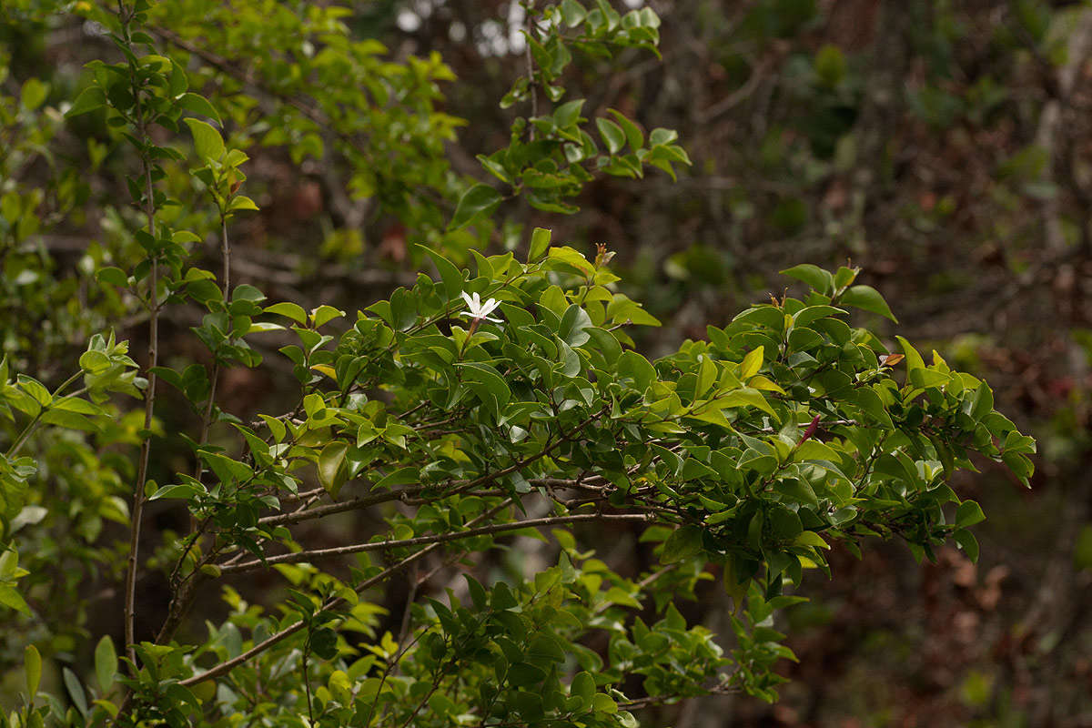 Image of Common wild jasmin