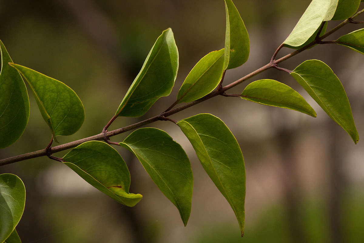 Image of Common wild jasmin