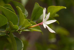 Image of Common wild jasmin